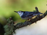 White-Breasted Nuthatch, Sitta Carolinensis, Perching on a Branch Photographic Print by Darlyne A. Murawski
