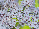 Cherry Blossoms Against Bright Green Grass in Spring Photographie par Jason Edwards
