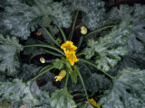 Zucchini Plant with Blossoms and Fruit in a Safari Camp Garden Photographie par Ed George