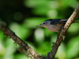 White-Breasted Nuthatch, Sitta Carolinensis, Perching on a Branch Photographic Print by Darlyne A. Murawski