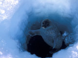 Adult Ringed Seal, Phoca Hispida, Comes Up in its Air Hole in the Ice Photographie par Paul Nicklen