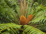 Growths Resembling Pine Cones in a Large, Fern-Like Plant Photographic Print by Michael Melford
