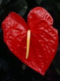 Close Up of an Anthurium Flower Photographie par Jodi Cobb