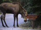 Moose Says No to Tourism Photographie par Michael S. Quinton