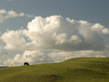 Cow Grazing on the Hills Near Killdeer, North Dakota Photographic Print by Phil Schermeister