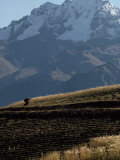 Wheat Farmer Tends His Field High in the Andes Photographic Print by Lynn Johnson