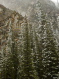 Early Snowfall Dusts a Forest in Alberta , Canada's Banff National Park Photographie par Gordon Wiltsie