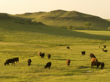Cattle Grazing on the Hills Near Killdeer, North Dakota Photographic Print by Phil Schermeister