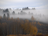 Cloud Shrouded Forest Near Mt. Moran in Grand Teton National Park Photographie par Jodi Cobb
