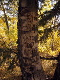 Graffiti and Proclamations of Love Scar a Tree Trunk Photographie par Ed George
