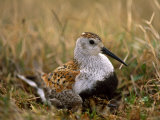 Dunlin Sandpiper, Calidris Alpina, on its Nest on the Tundra Photographic Print by Joel Sartore
