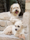 Town of Copan Ruinas, Honduras Two White Dogs on Step Photographic Print by Richard Nowitz