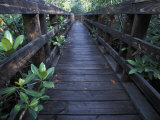 Walkway at a Nature Refuge on Vieques Island, Puerto Rico Photographic Print by Scott Warren