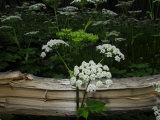 Queen Anne's Lace Wildflowers Next to a Fallen Aspen Tree Photographic Print by Raul Touzon
