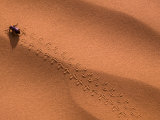 Darkling Beetle Makes Tracks in Sand Photographic Print by Pete Ryan