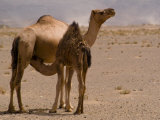 Wild Baby Camel Drinks Milk from His Mother Photographic Print by Abraham Nowitz