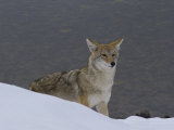 Coyote Hunting in the Snow Along the Yellowstone River Photographie par William Allen