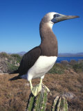 Booby Stands on a Sharp Cactus Photographic Print by Nick Norman