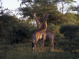 Pair of Giraffes in Soft Light at the Edge of Scrub Vegetation Photographic Print by Ed George