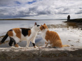 Two Cats Greet on a Wall Overlooking the Bay in Shapinsay Photographic Print by Jim Richardson