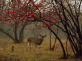 White-Tailed Deer Doe in a Foggy Forest Clearing in Autumn Photographic Print by Raymond Gehman White-Tailed Deer Doe in a Foggy Forest Clearing in Autumn Photographic Print by Raymond Gehman