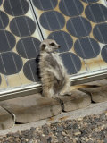 Suricate (Suricata Suricatta, also Called Meerkat), Suns Himself Against a Solar Cell Fotografisk trykk av Des & Jen Bartlett