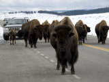 Herd of Buffalo Blocking the Road in Yellowstone National Park Photographie par Jodi Cobb
