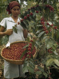 Woman Picks Ripe Red Coffee Berries, Leaving Green Ones to Ripen Impressão fotográfica por Luis Marden