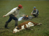 One Boy Holds a Cow with Rope as Another Heats a Branding Iron Photographie par Jack Fletcher