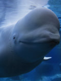 Close Portrait of a Beluga Whale Photographic Print by Paul Sutherland
