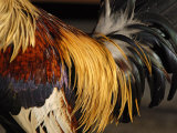 Fighting Cock Photographic Print by Medford Taylor