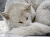 Sleeping Seld-Dog Photographic Print by Pete Ryan