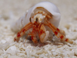 Strawberry Land Hermit Crab Emerging from its Shell on a Sand Beach Photographie par Jason Edwards