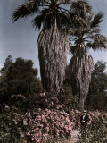 Palm Trees and Flowers in San Juan Photographic Print by Charles Martin