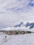 Gentoo Penguin (Pygoscelis Papua) Rookery Photographie par Gordon Wiltsie