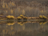 Aspen Trees Cover a Hillside in Grand Teton National Park in the Fall Photographie par Jodi Cobb