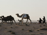 Herd of Camels Followed by Two Girls Photographie par Lynn Abercrombie