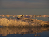 Bonaparte's Gulls Resting on Drifting Multi Year Ice Photographie par Paul Nicklen
