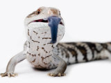 Eastern Blue-Tongue Lizard Pokes Tongue Out in Defense Photographic Print by Brooke Whatnall