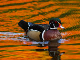 Male Wood Duck, Aix Sponsa, Swimming. the Water Reflects Fall Foliage Impressão fotográfica por Darlyne A. Murawski Male Wood Duck, Aix Sponsa, Swimming. the Water Reflects Fall Foliage Impressão fotográfica por Darlyne A. Murawski