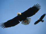 Pair of American Bald Eagles Soar over a River in Haines, Alaska Photographie par Paul Nicklen