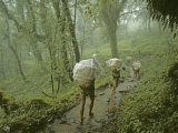 Porters in Lowland Rain Forests En Route to Mount Everest Base Camp Photographie par Gordon Wiltsie