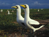 Paired Masked Boobies Courting Among Many Others Photographie par Paul Nicklen
