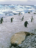 Adelie Penguins and a Sleeping Weddell Seal on a Rocky Beach Photographie par Gordon Wiltsie