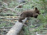 American Black Bear (Ursus Americanus) First Year Cub Jumps Off a Log Photographie par Rich Reid