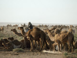 Camels and a Rider in the Desert Photographie par Lynn Abercrombie