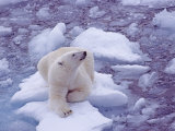 Polar Bear (Ursus Maritimus) on a Small Ice Floe Photographie par Gordon Wiltsie