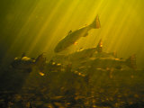 Atlantic Salmon, 50Lb Females, Rest in a Pool in the Casapscal River Photographie par Paul Nicklen