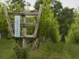 Chardonnay Grapes at a Vineyard in Virginia Photographic Print by Greg Dale