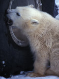 Polar Bear Bites at a Tire Photographic Print by Nick Norman